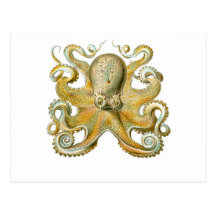 Octopus Post Card