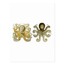 Octopus Postcard