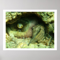 Octopus vulgaris poster