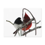 Odd Couple - Birds in the Bush postcards