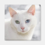 odd-eyed white cat close up face fridge magnets