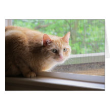 Odie Orange Cat Cards