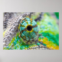 Oeil de caméléon affiches