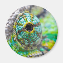 Oeil de caméléon magnets