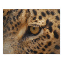 Oeil de léopard photographies d’art