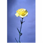 Oeillet jaune photo en découpe