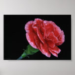Oeillet rose affiches