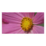Of Pink and Yellow