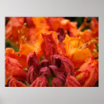 Office Art Azalea Flowers 9 Corporate Art Floral Poster