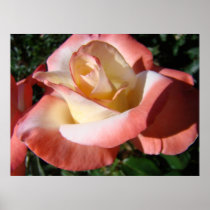OFFICE ART ROSES Pink Rose Flowers 5 Art Prints