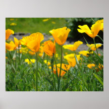 OFFICE ARTWORK POPPIES Poppy Flowers 5 Art Prints