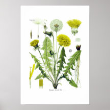 Officinale de Taraxacum (pissenlit) Posters
