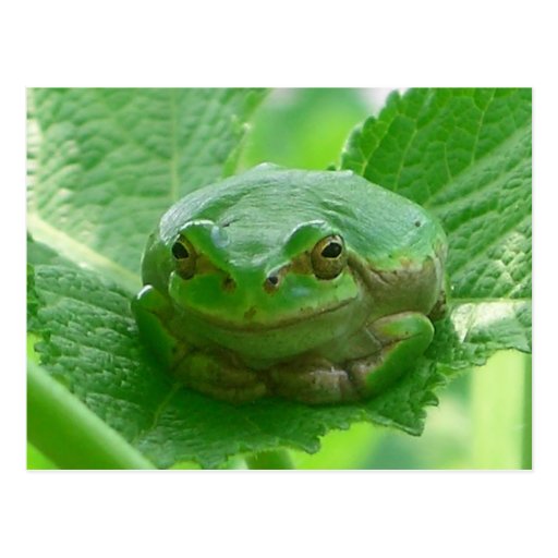 Oh happy day - green frog close up postcard