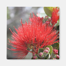 Ohia Lehua blossom Refrigerator Magnets