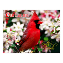 Ohio State Bird - Northern Cardinal Postcard