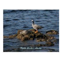 Oie d'empereur et grande mouette grise, port néerl carte postale