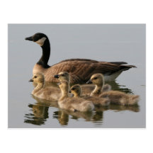 Oie du Canada et sa carte postale de photo de couv