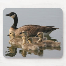 Oie du Canada et son mousepad de photo de couvée Tapis De Souris