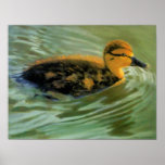 Oil Painting of Young Duck in Sunlight: Print