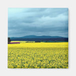 Oil-seed rape, Angus, Scotland at the Cornish Rivi Magnets