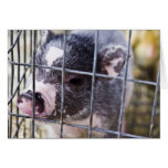 oink oink "card"