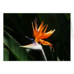 Oiseau de carte de paradis