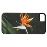 Oiseau de couverture de l'iPhone 5 de paradis Étuis iPhone 5