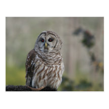 oiseau de nuit de hibou de grange de proie cartes postales