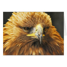 Oiseau de proie carte