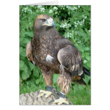 oiseau de proie cartes de vœux