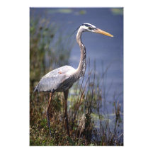Oiseau d'eau de héron de grand bleu trouvé partout art photographique