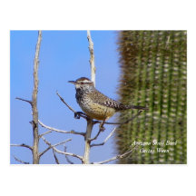 Oiseau d'état de l'Arizona Cartes Postales