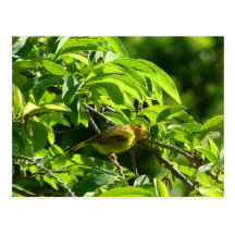 Oiseau Jaune - Martinique, FWI Post Cards