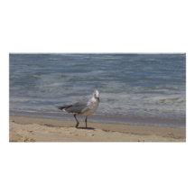 oiseau photocarte