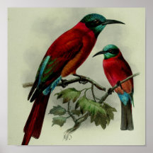 oiseau rouge affiches
