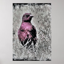 Oiseau sauvage affiche