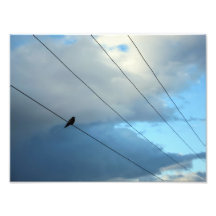 Oiseau sur un fil tirages photo