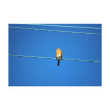 Oiseau sur un fil toile tendue sur châssis