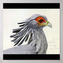 Oiseaux Art-Abyssiniens 18 de Chicago d'Affiche-Cr