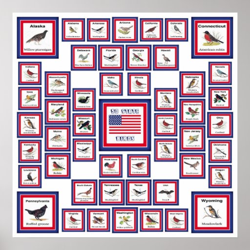 OISEAUX D'ÉTAT DES ETATS-UNIS 50 WHITE/553 POSTERS