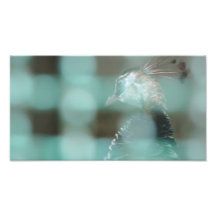 OISEAUX PHOTO D’ART