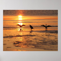 Oiseaux sur la plage affiches