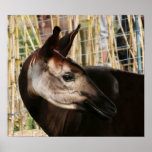 Okapi Posters