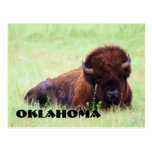 Oklahoma Bison Postcard