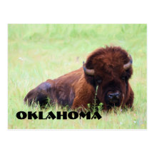Oklahoma Bison Postcard