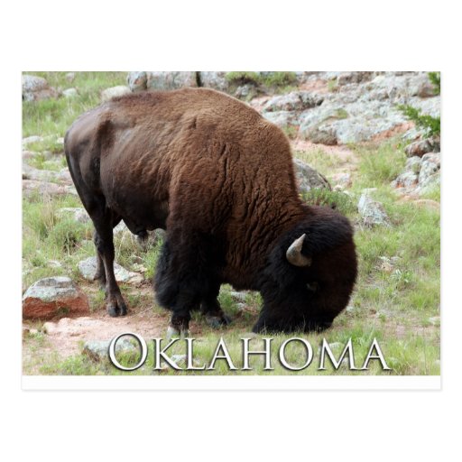 Oklahoma Bison Postcard