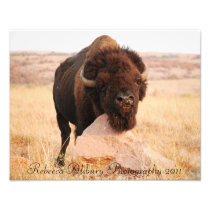 Oklahoma Bison, Rebecca Alsbury Photography 2011