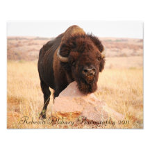 Oklahoma Bison, Rebecca Alsbury Photography 2011