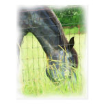 Oklahoma Horses 3 Postcards