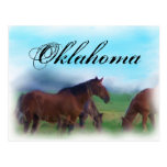 Oklahoma horses post cards